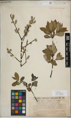 Foto von Salix myrsinifolia Salisb.